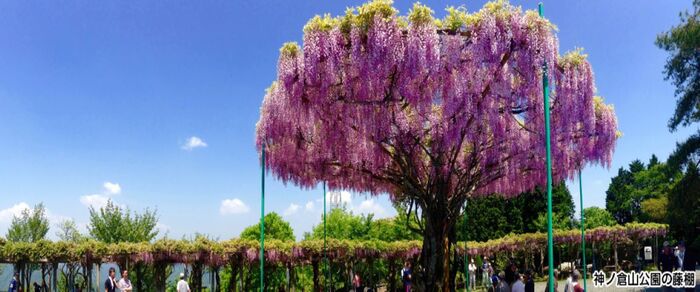 写真：神ノ倉山公園の藤棚