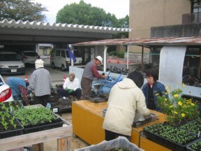 写真:区役所での花苗づくり2