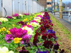 写真：花壇